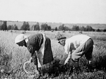 Жнецы с серпами. Можгинский р-н, д.Чумойтло, 1936 г.