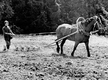 Боронование поля под озимь деревянной бороной. 1981 г. УАССР, Завьяловский р-н, д. Шабердино.