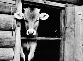 Хлев для молодняка крупного рогатого скота. Усадьба Е.П.Кузьминой.1980 г. УАССР, Алнашский р-н, д. Горд Намер.