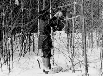 Охотник устанавливает петли на рябчиков. 1988 г. УАССР, Кезский р-н.